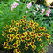 Coreopsis 'Bengal Tiger'
