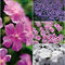 Phlox Intensia&reg; 'Series'