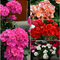 Pelargonium x hortorum Fantasia&reg; 'Multiple Varieties'