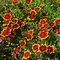 Coreopsis 'Highland Blast'