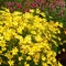 Coreopsis Jewel&trade; 'Citrine'