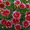 Coreopsis 'Cranberry Ice'