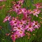 Coreopsis Jewel&trade; 'Pink Sapphire'