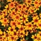 Coreopsis Pie&trade; 'Pumpkin Pie'