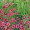 Coreopsis Jewel&trade; 'Ruby Frost'