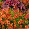 Coreopsis 'Tropical Lemonade'