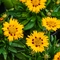 Coreopsis grandiflora 'Sunfire'