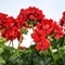 Pelargonium peltatum Great Balls of Fire&trade; Red