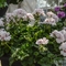 Pelargonium peltatum Great Balls of Fire&trade; White
