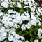 Phlox 'Phloxy Lady White'