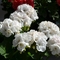 Pelargonium x hortorum 'Survivor White'