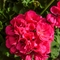 Pelargonium x hortorum 'Survivor Hot Pink'