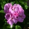 Pelargonium x hortorum 'Survivor Light Lavender'