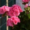 Pelargonium x hortorum 'Survivor Pink'