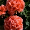 Pelargonium x hortorum 'Survivor Salmon Sensation'