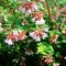 Abelia 'Edward Goucher'