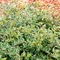 Abelia x grandiflora 'Lemon Zest&trade;'