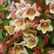 Abelia x grandiflora 'Sunny Anniversary&reg;'