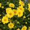 Coreopsis Leading Lady 'Sophia'