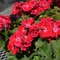 Pelargonium x hortorum Grandeur&reg; Dark 'Dark Strawberry'