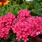 Phlox paniculata Flame&trade; Red