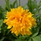 Coreopsis grandiflora Solanna&trade; 'Golden Crown'