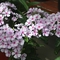 Phlox paniculata 'Early Pink Blush'