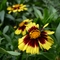 Coreopsis UpTick&trade; 'Yellow & Red'
