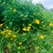 Coreopsis lanceolata 