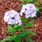 Phlox paniculata Flame&trade; 'Blue Flame&reg;'