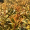 Abelia x grandiflora 'Twist of Orange&trade;'