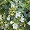 Abelia x grandiflora 'Twist of Vanilla&trade;'