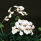 Pelargonium peltatum Blizzard&reg; 'White'