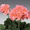 Pelargonium x hortorum Classic&trade; 'Scarlet'