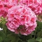 Pelargonium x hortorum Classic&trade; 'Mosaic Red'