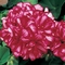 Pelargonium peltatum Freestyle&reg; 'Arctic Red'
