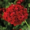 Pelargonium peltatum Contessa&trade; 'Dark Red'