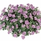 Pelargonium peltatum Contessa&trade; 'Double Lilac'