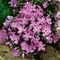 Phlox subulata 'McDaniel's Cushion'