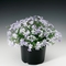 Phlox subulata 'Emerald Cushion Blue'