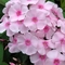 Phlox paniculata Sweet Summer&reg; 'Sensation&trade; Soft Pink'