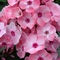 Phlox paniculata Sweet Summer&reg; Queen&trade; 'Salmon Orange Dark Eye'