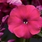 Phlox paniculata Peacock&trade; 'Cherry Red'