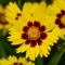 Coreopsis grandiflora 'SunKiss'