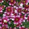 Coreopsis verticillata Sizzle & Spice&reg; 'Zesty Zinger'