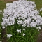 Phlox paniculata 'Fashionably Early Crystal'