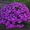 Phlox 'Cloudburst'