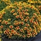 Coreopsis Honeybunch&trade; 'Red & Gold'