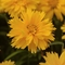 Coreopsis grandiflora 'Double the Sun'