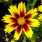 Coreopsis grandiflora 'Golden Stardust'
